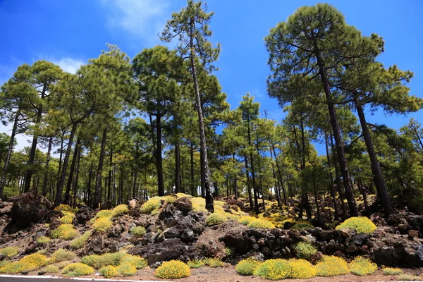 Paisaje forestal Tenerife — Foto de Stock