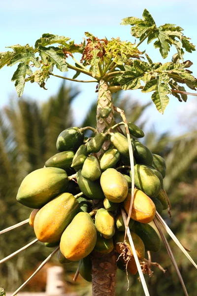 Дерево папайї — стокове фото