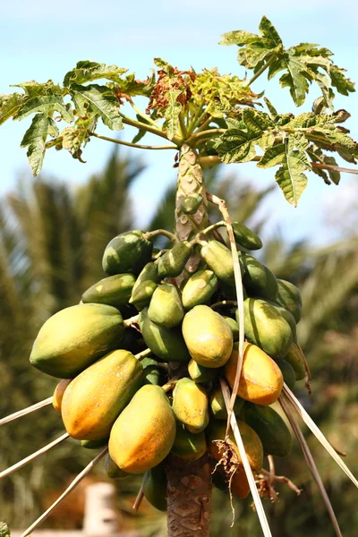 Papaya boom — Stockfoto