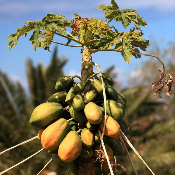 Дерево папайї — стокове фото