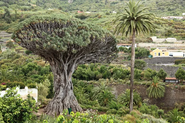 Tenerife - árbol de dragón — Foto de Stock