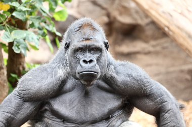Gorilla - silverback gorilla clipart
