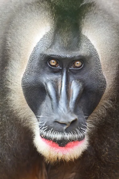 드릴 원숭이 — 스톡 사진