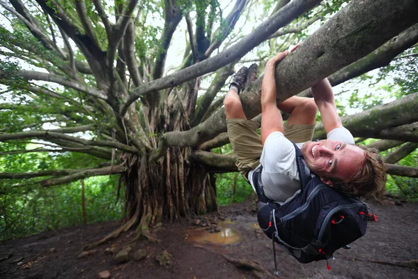 Banyan tree and hiker, Maui, Havaí — Fotografia de Stock