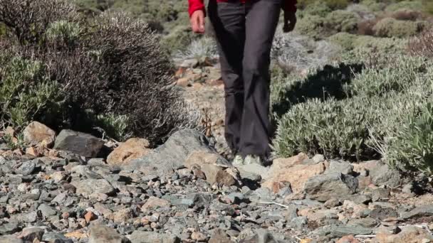 Hiker. Hiking shoes and legs walking closeup — Stock Video