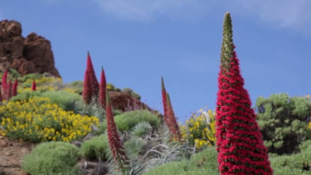 Tenerife. natuur landschap op de teide — Stockvideo