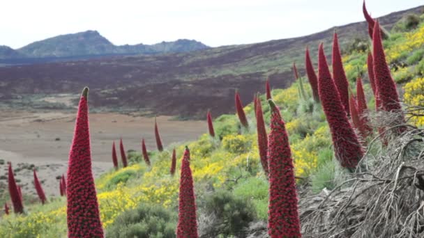 Teide. Tenerife Islas Canarias paisaje de flores — Vídeos de Stock
