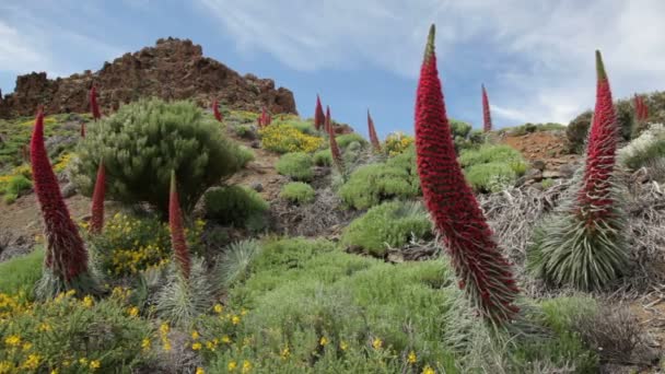 Paisaje de Tenerife en el Teide . — Vídeos de Stock