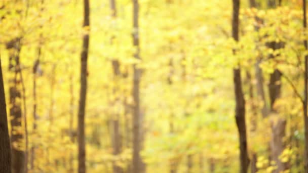 Осенняя женщина счастлива бегать в осеннем лесу — стоковое видео