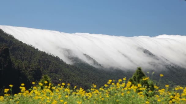 Пальма пейзаж с облаками, Канарские острова . — стоковое видео