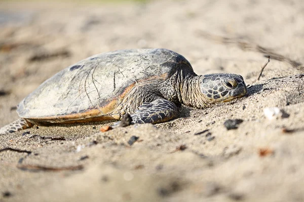 Черепаха - гавайские морские черепахи на Гавайях — стоковое фото