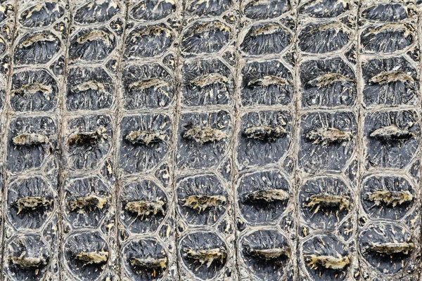 Texture background of Crocodile alligator skin — Stock Photo, Image