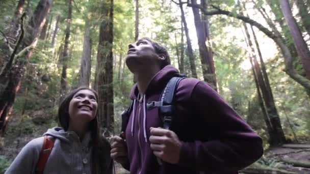 Άνθρωποι σε υπαίθρια δραστηριότητα redwoods δάσος, πεζοπορία — Αρχείο Βίντεο