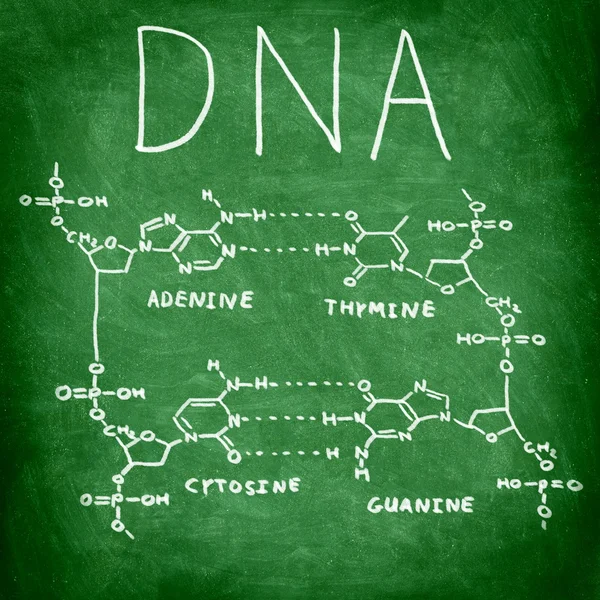 Struktura DNA chemie na tabuli — Stock fotografie