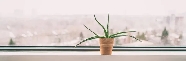 Plant at home window in winter - Air cleaning plant Aloe Vera to clean air from toxic chemicals - natural purifier indoors in condo building. Banner panorama