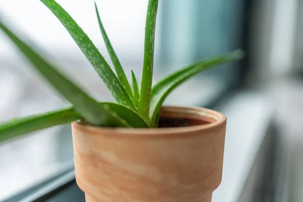 Planta en casa en invierno - Planta purificadora de aire Aloe Vera es bueno para limpiar el aire de contaminantes tóxicos como benceno, xileno. Plantas en maceta en el interior del apartamento —  Fotos de Stock