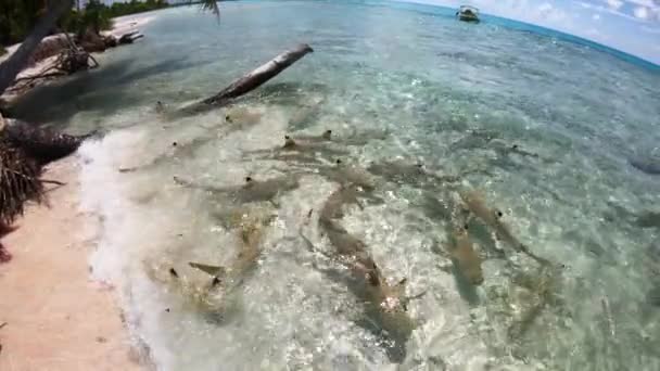 La frénésie alimentaire des requins en Polynésie française. Les gens nourrissent les requins de récifs à pointe noire avec des restes de poisson. Beaucoup de requins sur la destination de vacances Voyage. Atoll de Rangiroa Tahiti. MOTION DE LENT — Video