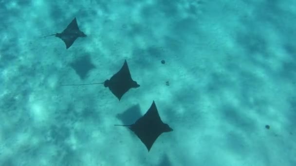 Marint liv, fisk, örn ray, och hajar från snorkling och dykning resor semester kryssningsfartyg äventyr i Tahiti. Franska Polynesien Örn Strålar undervattensvideo i korallrev lagun — Stockvideo