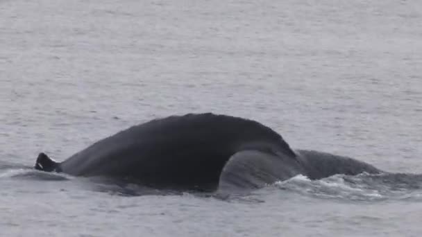 Cauda de baleia na atividade de excursão de cruzeiro de observação de baleias de Victoria, Vancouver Island, British Columbia. Baleia jubarte a acariciar a mostrar o mergulho no mar. Close-up fotografia da vida selvagem — Vídeo de Stock