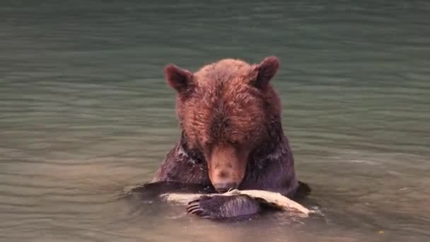 Grizzlybär fängt und isst Lachs im Fluss. Braunbär an der Küste British Columbias in der Nähe der Toba-Bucht und des Campbell River, Kanada — Stockvideo