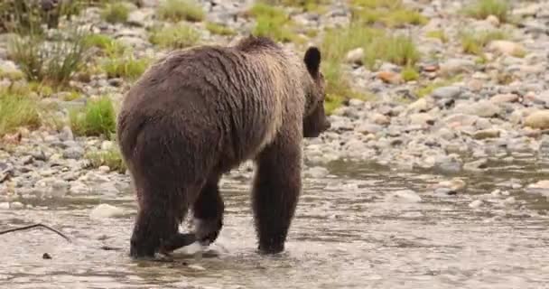 Grizzlybär läuft im Fluss auf der Suche nach Lachsen. Braunbär auf Futtersuche im Herbst beim Lachsfischen. Braunbär an der Küste British Columbias in der Nähe der Bute Bucht und des Campbell River, Kanada — Stockvideo