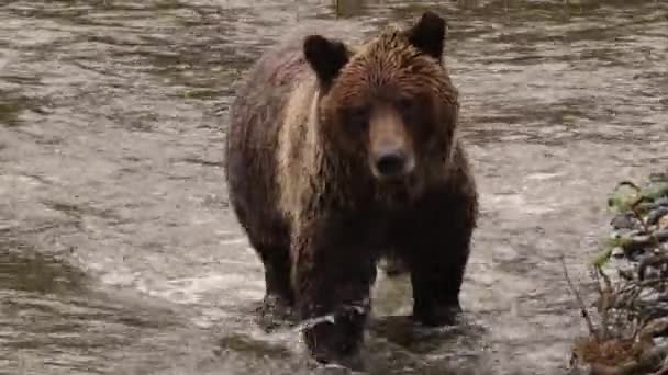 Medvěd kráčí po řece a hledá lososa. Grizzly medvěd loví na podzim lososa. Medvěd hnědý v pobřežní Britské Kolumbii poblíž zátoky Bute a řeky Campbell ve Strathconě. — Stock video