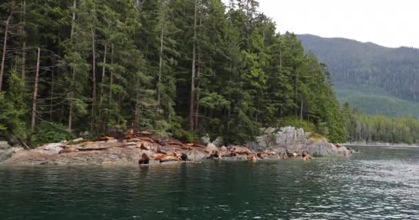 British Columbia Travel. Leões marinhos em grande grupo de leões marinhos em rochas em belo fiorde Paisagem natural Perto de Bute, Toba Inlet, Campbell River. Passeio de Barco de Vida Selvagem Destino de Viagem Turística, Canadá — Vídeo de Stock