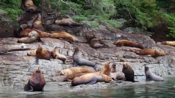 Sea Lions in British Columbia. Large Sea lion Group on Rocks in Beautiful Inlet Fjord Nature Landscape Near Bute, Toba Inlet, Campbell River. Wildlife Boat Tour Tourist Travel Destination, Canada — Stock Video