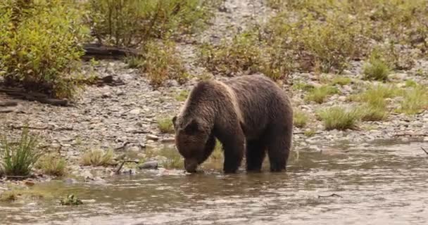 Somon yiyen ayı. Boz ayı sonbaharda somon avlamak için yem arıyor. Bute körfezi ve Campbell nehri yakınlarındaki British Columbia 'nın güzel nehir manzarasında kahverengi ayı. — Stok video