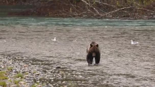 Urso Grizzly andando no rio à procura de captura de salmão. Urso pardo forrageando na pesca do salmão no outono. Urso Big Brown na costa da Colúmbia Britânica perto da entrada de Bute e do rio Campbell no Canadá — Vídeo de Stock