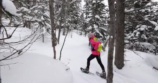 Hótalpas nő téli erdőben hófákkal borított fák havas napon. Emberek túrázni a hóban túrázás hótalpas él egészséges, aktív kültéri életmód — Stock videók