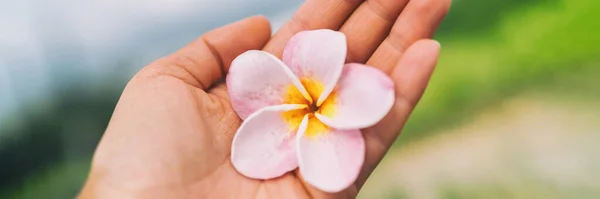 Flores tropicales de frangipani de flor monoi de Hawai frescas en el panorama de banderas de mano. Para el concepto de spa wellness. — Foto de Stock