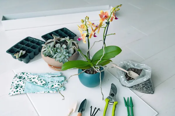 Jardinería en casa replantación interior de flores de orquídea en maceta nueva con herramientas de jardín. Propagación de hojas de bandeja de suculentas. —  Fotos de Stock