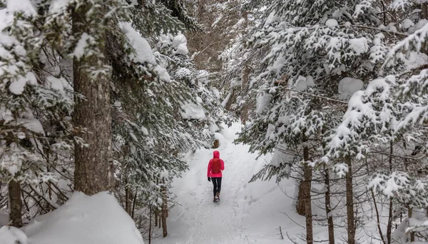 Inverno floresta neve sapato inverno atividade. Mulher de sapatos de neve na floresta de inverno com árvores cobertas de neve. Pessoas em caminhada na neve caminhadas em snowshoes vivendo saudável estilo de vida ativo ao ar livre — Fotografia de Stock