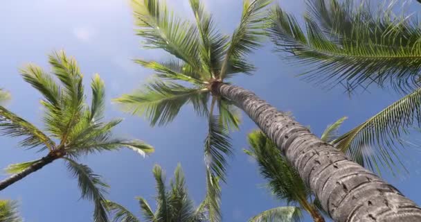 Naadloze LOOP VIDEO. Zomerstrand achtergrond palmbomen tegen blauwe lucht panorama, tropisch Caribisch gebied — Stockvideo