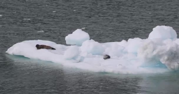 Phoques communs de la baie des glaciers de l'Alaska sur l'iceberg flottant à proximité des glaciers — Video