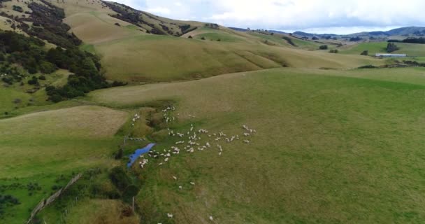 Yeni Zelanda Drone Videosu. Yeni Zelanda 'nın güney adasının cennet tepelerindeki çimen tarlalarındaki koyunlar. Hava aracı görüntüsü — Stok video