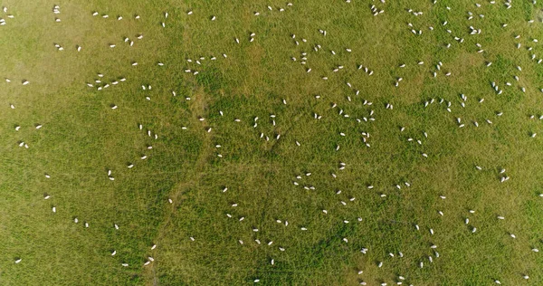 New Zealand Drone Image of Nature Landscape with Sheep on Grass Farmland. Sustainable farming concept with Idyllic hills of countryside of south island of New Zealand. Aerial top down flat lay view — Stock Fotó