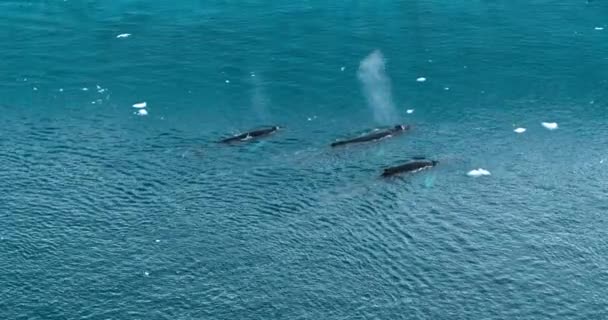 Humpback whale family spraying from blowhole by iceberg in Greenland arctic nature in icefjord landscape. Three Humpback whales together. Drone video with wildlife from Ilulissat — стоковое видео