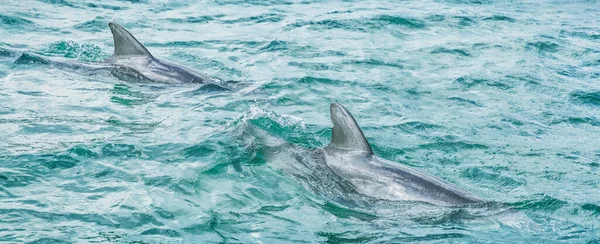 Twee dolfijnen zwemmen in blauw oceaanwater in Key West, Florida, Verenigde Staten reizen spandoek panorama — Stockfoto