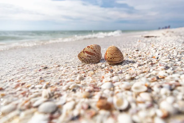 Actividad de bombardeo de conchas marinas en la playa de conchas en Sanibel, Fort Myers, costa suroeste de Florida, EE.UU. —  Fotos de Stock