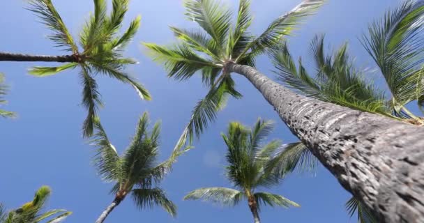Filmik z podróży. Palmy palmy przeciwko jasnemu błękitnemu niebu na tropikalnej rajskiej plaży. Piękny widok na palmę w lecie wakacje koncepcji podróży — Wideo stockowe