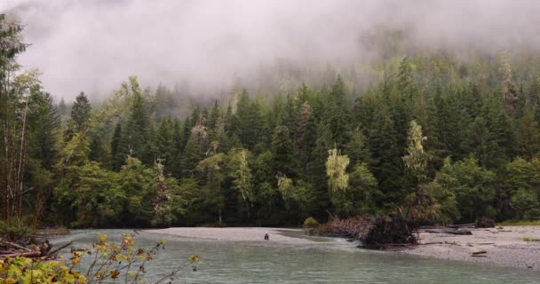 Urso Grizzly a comer salmão. Urso castanho forrageando na pesca de outono para o salmão. Urso na bela paisagem fluvial na costa da Colúmbia Britânica perto da entrada de Bute e do Rio Campbell, Canadá — Vídeo de Stock