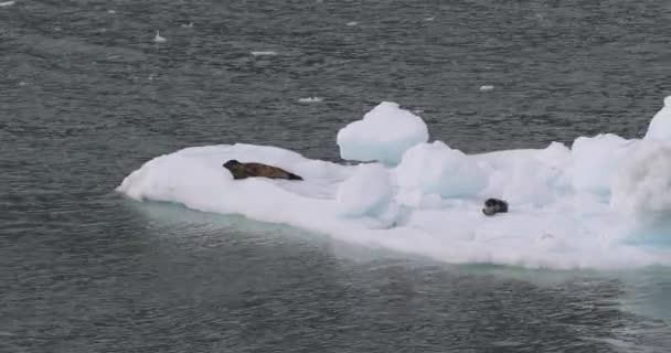 Alaska glacier bay harbor seals on iceberg floating nearby glaciers — Stock videók