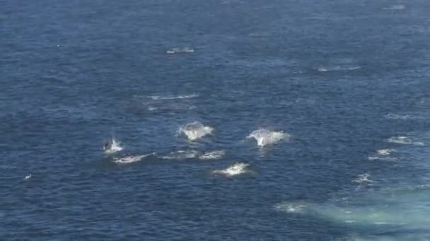 Vaina de marsopa nadando y saltando por la brecha en Alaska. Las marsopas de Alaska parecen delfines y nadan en grandes vainas. Típica vida volitiva vista en un crucero de Alaska. — Vídeos de Stock