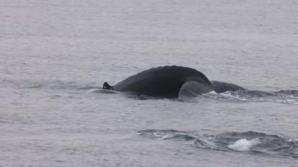 Humpback whale fluking showing fluke diving in sea. Closeup wildlife photography. Whale tail on whale watching cruise excursion tour activity from Victoria, Vancouver Island, British Columbia. — Stock Video