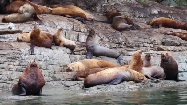 Zeeleeuwen, dieren en wilde dieren in Brits Columbia. Grote zeeleeuwen groep in prachtige Inlaat Fjord Natuur Landschap in de buurt van Bute, Toba Inlet, Campbell River. Boottocht Toeristische Reisbestemming, Canada — Stockvideo