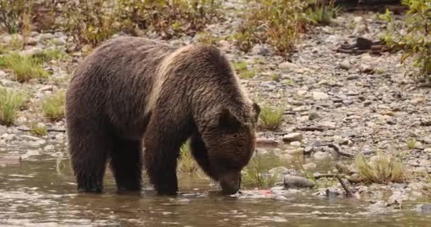 Björnen äter lax. Grizzlybjörnen födosöker på hösten, fiskar lax. Brunbjörn i flodlandskap i kustnära British Columbia nära Bute inlopp och Campbell River. Djur och vilda djur i Kanada — Stockvideo