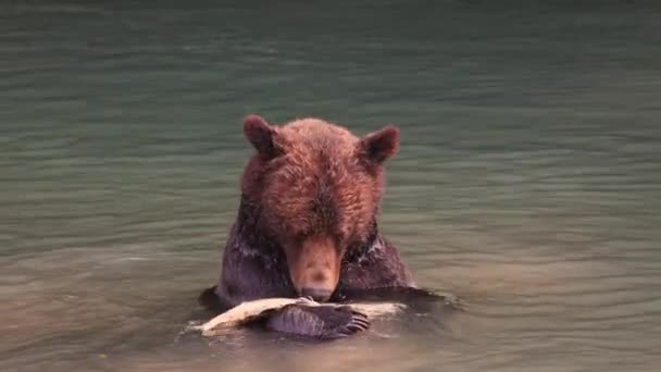 Bär fängt und isst Lachs im Fluss. Brauner Grizzlybär an der Küste British Columbias in der Nähe von Toba Bucht und Campbell Fluss. Erstaunliche Tiere und Tierwelt Kanadas — Stockvideo