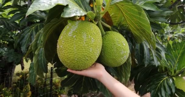 Polinesia Prancis Video Perjalanan Bibit Pohon Sukun Breadfruit Adalah Spesies — Stok Video